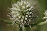 Yuccaleaf eryngo <BR>Northern rattlesnake master